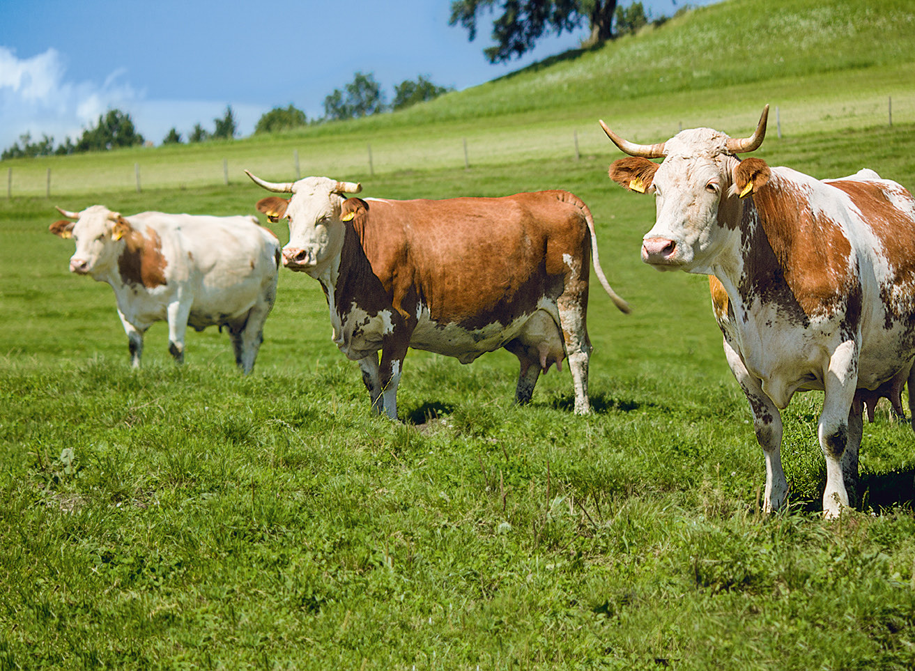 Kühe auf der Weide am Biohof Zundelbach