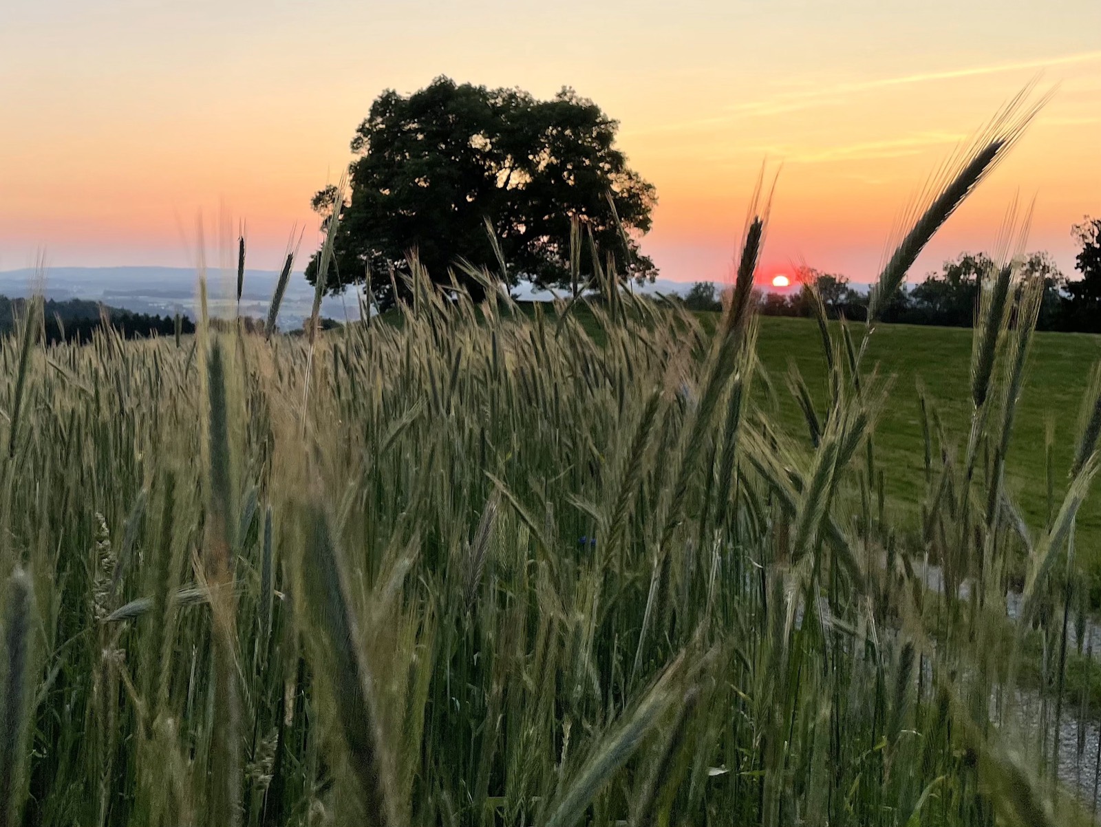 Die Zundelbacher Linde im Abendlicht hinter einem Roggenfeld